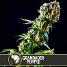 Grandaddy Purple · Blimburn Seeds · sementes de maconha · Fem