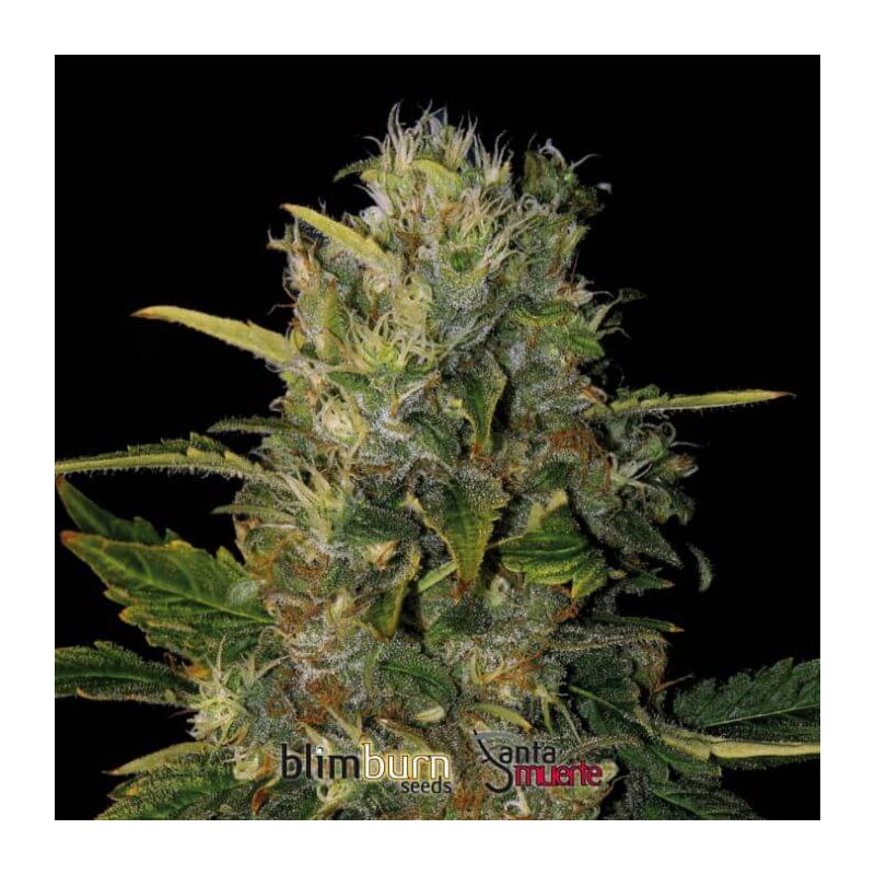 Santa Muerte FB · Blimburn Seeds · graines de cannabis · Fem