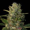 Santa Muerte FB · Blimburn Seeds · sementes de maconha · Fem