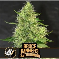 Bruce Banner 3 FB ·...