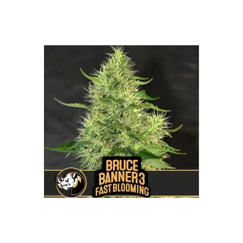 Bruce Banner 3 FB · Blimburn Seeds · graines de cannabis · Fem