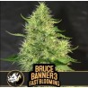 Bruce Banner 3 FB · Blimburn Seeds · graines de cannabis · Fem