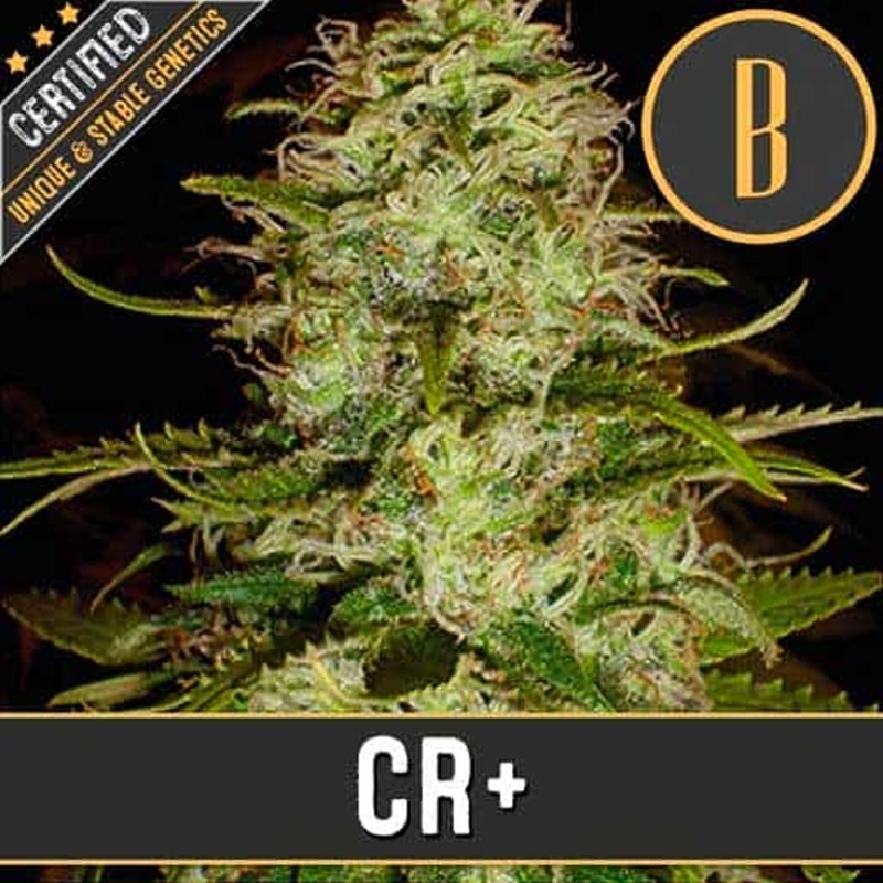 CR+ · Blimburn Seeds · graines de cannabis · Fem
