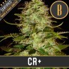 CR+ · Blimburn Seeds · semi di canapa · Fem