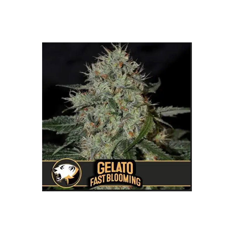 Gelato FB · Blimburn Seeds · sementes de maconha · Fem