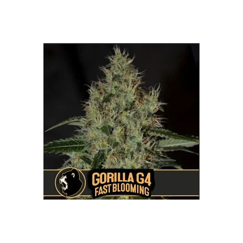 Gorilla Glue 4 FB · Blimburn Seeds · cannabis seeds · Fem