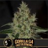 Gorilla Glue 4 FB · Blimburn Seeds · sementes de maconha · Fem