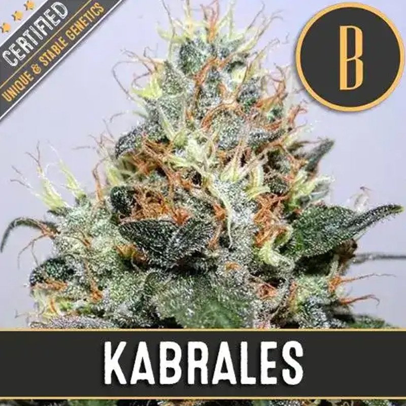 Kabrales · Blimburn Seeds · kaufen cannabis samen · Fem