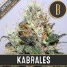 Kabrales · Blimburn Seeds · graines de cannabis · Fem