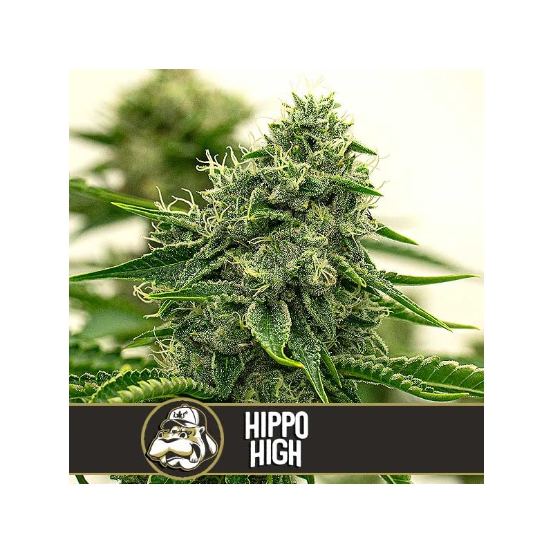 Hippo High · Blimburn Seeds · graines de cannabis · Fem