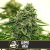 Hippo High · Blimburn Seeds · graines de cannabis · Fem