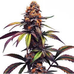 Mamba Negra CBG · Blimburn...