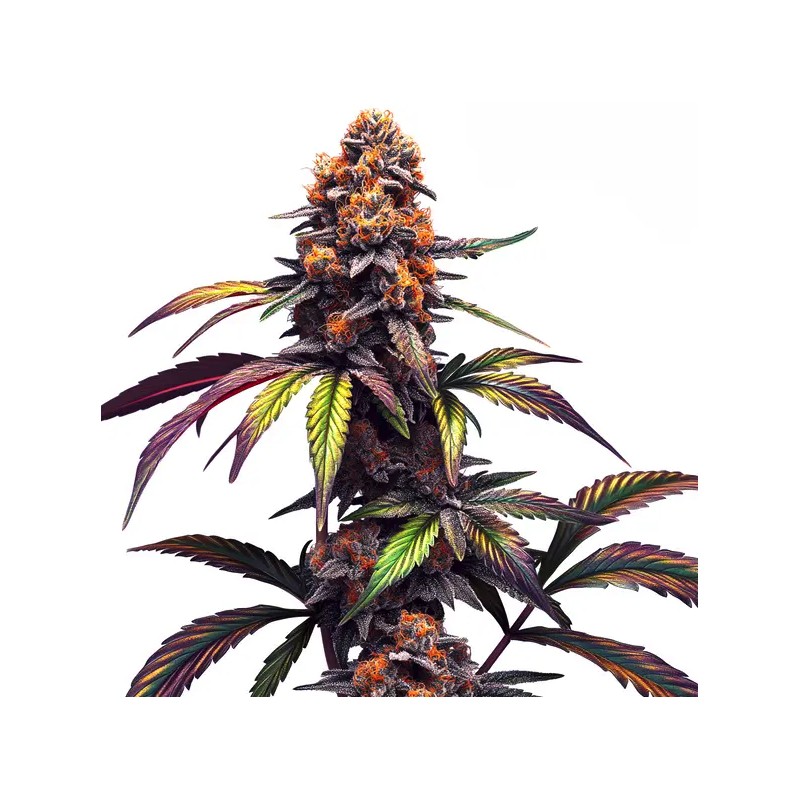 Mamba Negra CBG · Blimburn Seeds · graines de cannabis · Fem