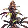 Mamba Negra CBG · Blimburn Seeds · sementes de maconha · Fem