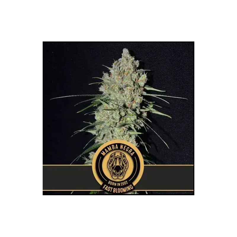 Mamba Negra FB · Blimburn Seeds · sementes de maconha · Fem