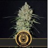 Mamba Negra FB · Blimburn Seeds · kaufen cannabis samen · Fem