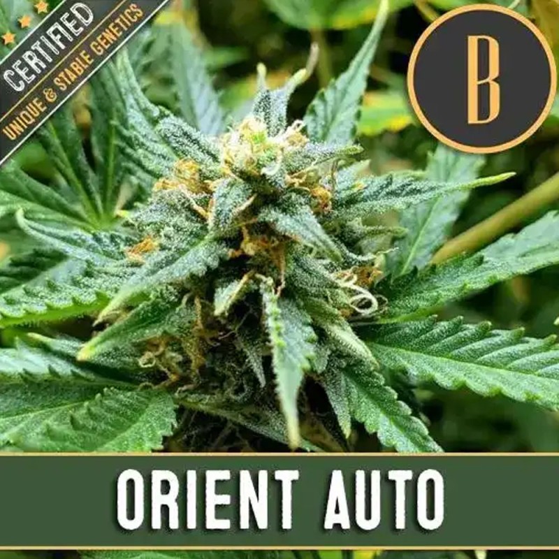 Orient Auto · Blimburn Seeds · sementes de maconha · AutoFem