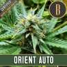 Orient Auto · Blimburn Seeds · sementes de maconha · AutoFem