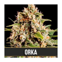 Orka · Blimburn Seeds ·...