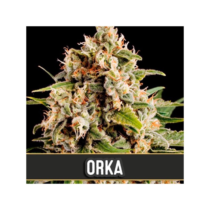 Orka · Blimburn Seeds · graines de cannabis · Fem