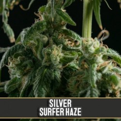 Silver Surfer Haze ·...