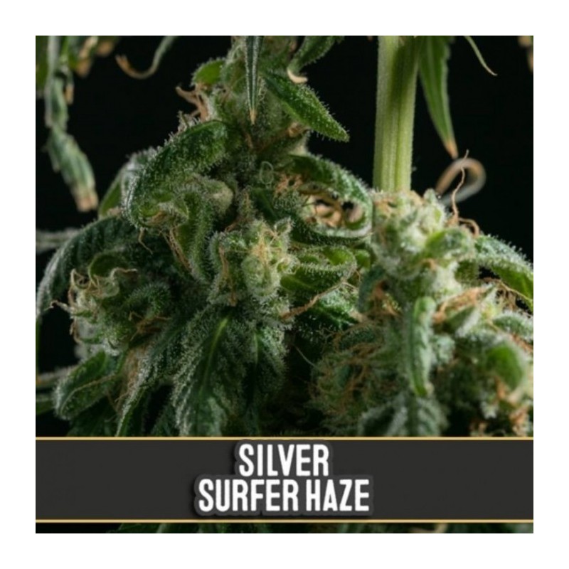 Silver Surfer Haze · Blimburn Seeds · graines de cannabis · Fem