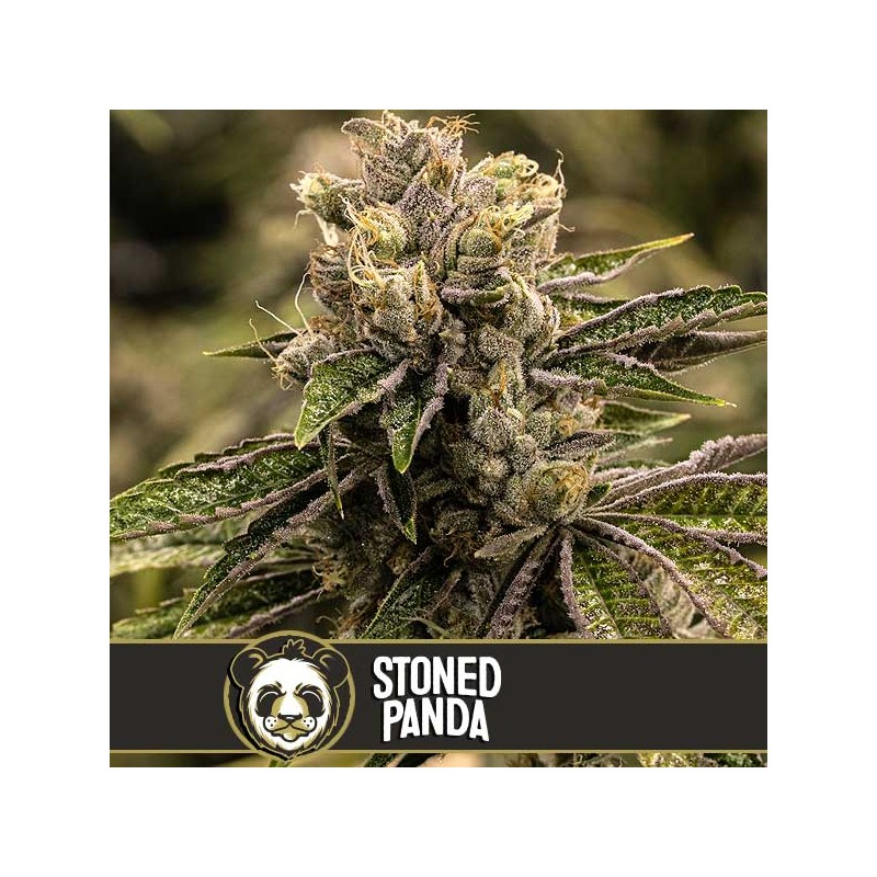 Stoned Panda · Blimburn Seeds · semi di canapa · Fem