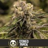 Stoned Panda · Blimburn Seeds · sementes de maconha · Fem