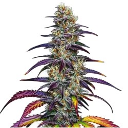 Blue Dream · Blimburn Seeds...