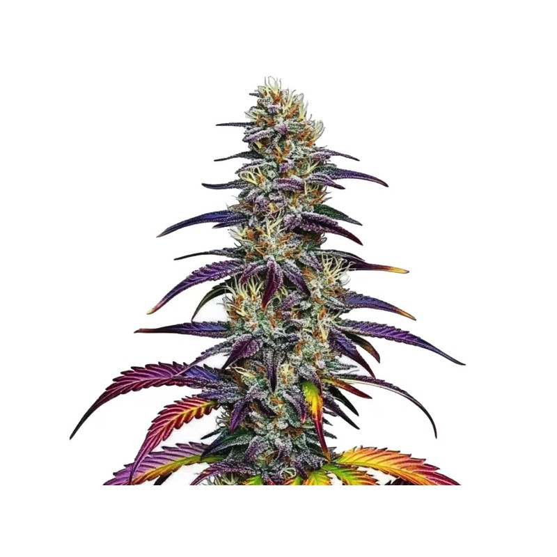 Blue Dream · Blimburn Seeds · semi di canapa · Fem