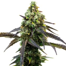 Cafe Racer · Blimburn Seeds...
