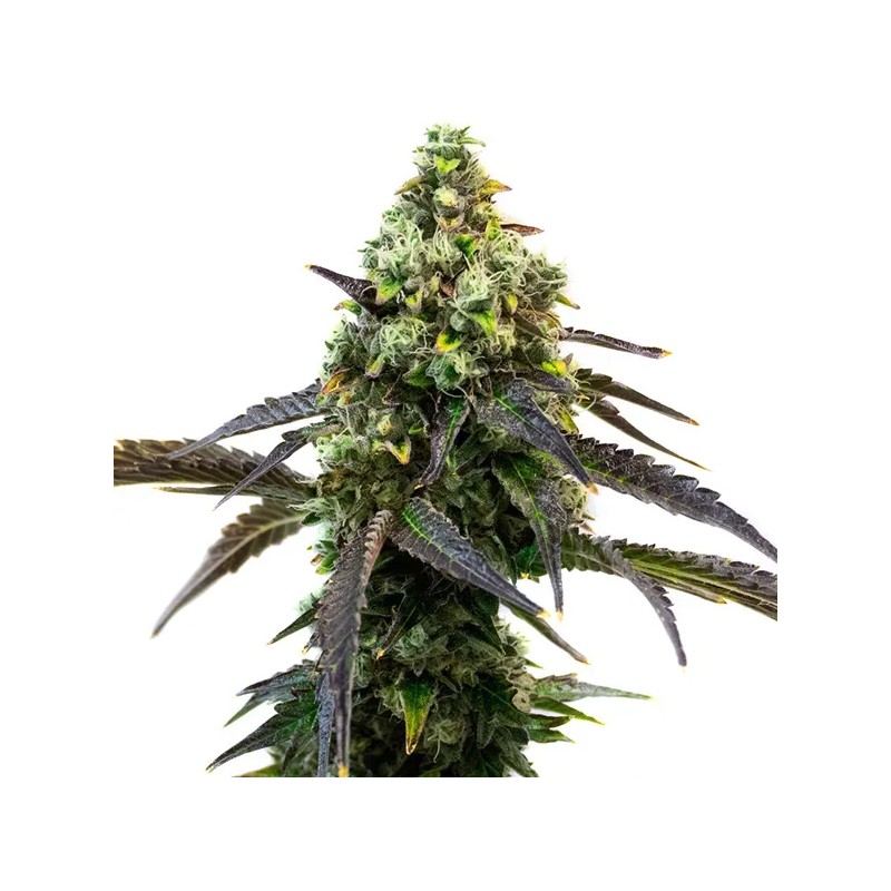 Cafe Racer · Blimburn Seeds · cannabis seeds · Fem