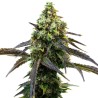 Cafe Racer · Blimburn Seeds · sementes de maconha · Fem
