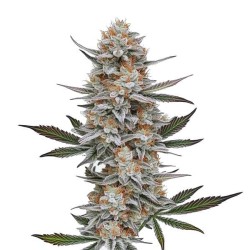 Chemdog 4 · Blimburn Seeds...