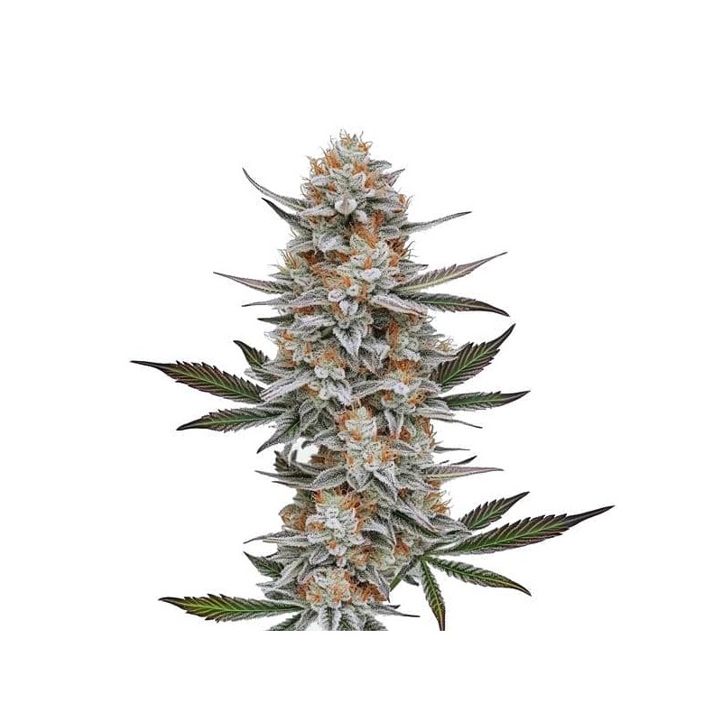Chemdog 4 · Blimburn Seeds · graines de cannabis · Fem
