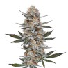 Chemdog 4 · Blimburn Seeds · graines de cannabis · Fem