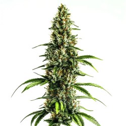 Chocolopez · Blimburn Seeds...