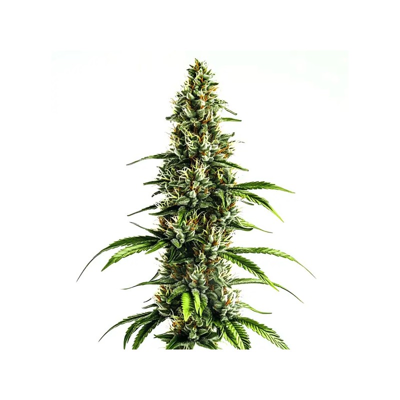 Chocolopez · Blimburn Seeds · sementes de maconha · Fem
