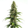 Chocolopez · Blimburn Seeds · graines de cannabis · Fem