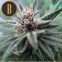 Cindy 99 · Blimburn Seeds ·...