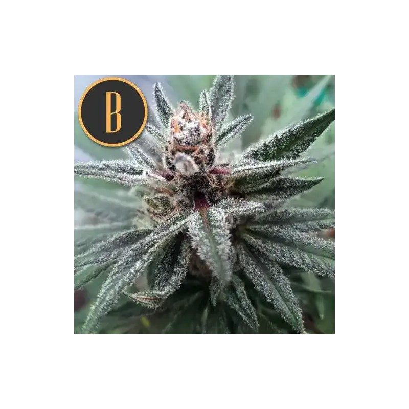 Cindy 99 · Blimburn Seeds · graines de cannabis · Fem