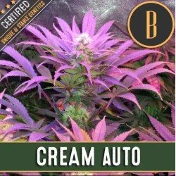Cream Auto · Blimburn Seeds...