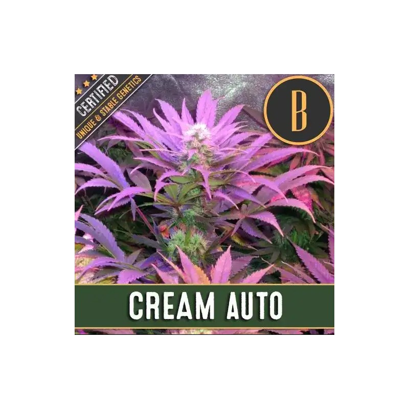 Cream Auto · Blimburn Seeds · kenevir tohum · Disi · AutoFem