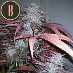 Critical Daddy Purple · Blimburn Seeds · kaufen cannabis samen · Fem