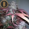 Critical Daddy Purple · Blimburn Seeds · sementes de maconha · Fem
