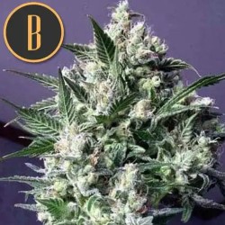 Dama Blanca · Blimburn Seeds · kenevir tohum · Disi · Fem