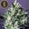 Dama Blanca · Blimburn Seeds · kaufen cannabis samen · Fem