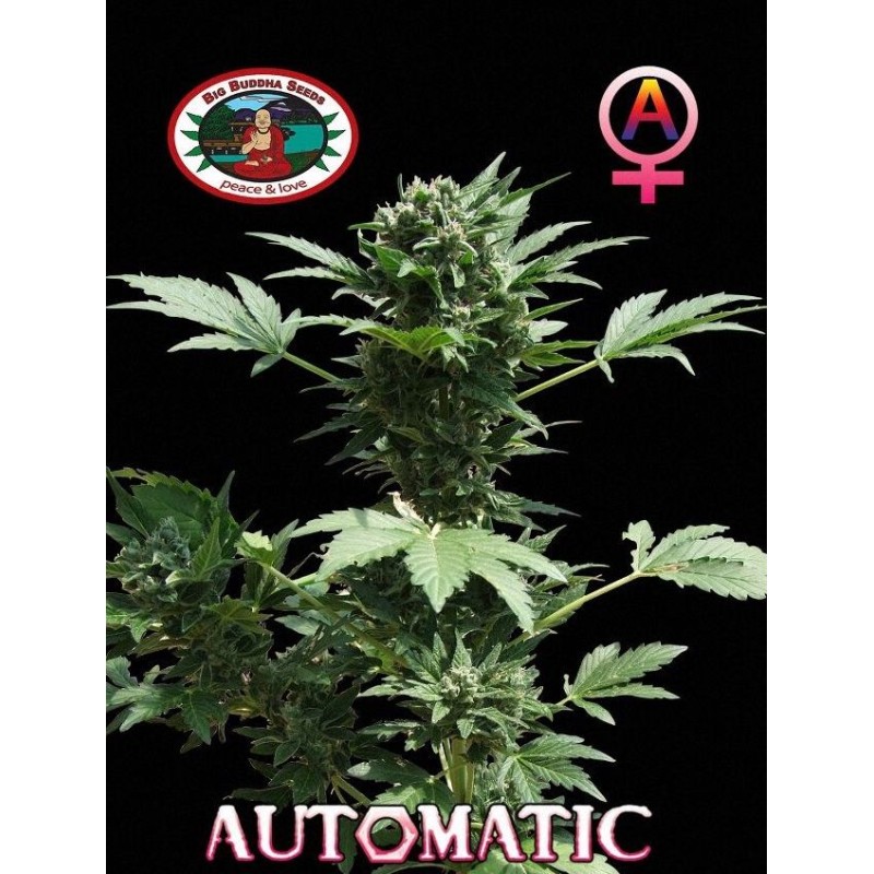AUTOMATIC BIG BUDDHA · Big Buddha Seeds · semillas de marihuana · AutoFem