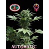 AUTOMATIC BIG BUDDHA · Big Buddha Seeds · sementes de maconha · AutoFem