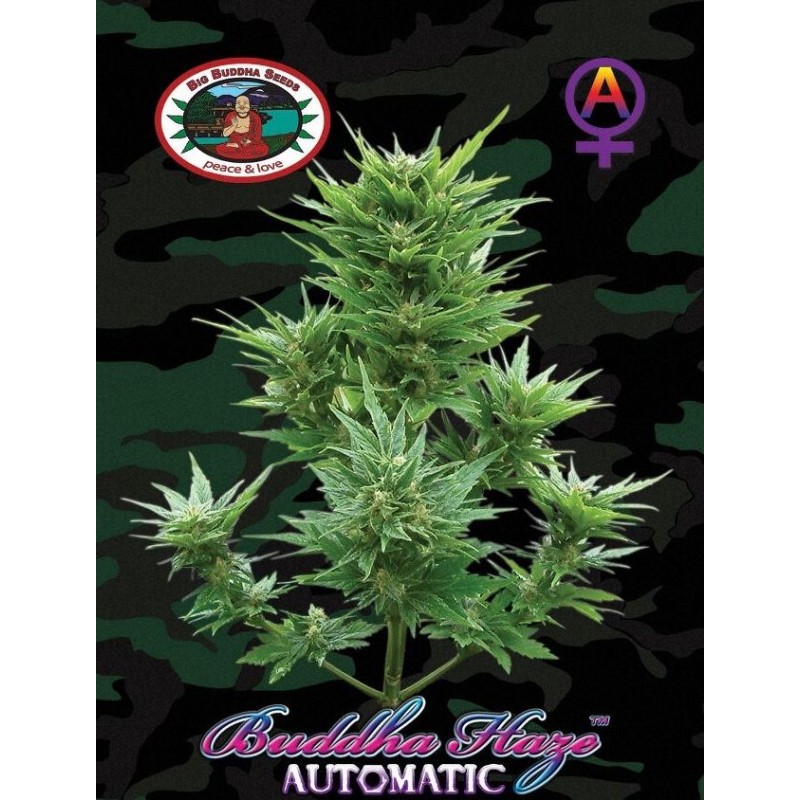 BUDDHA HAZE AUTOMATIC · Big Buddha Seeds · sementes de maconha · AutoFem
